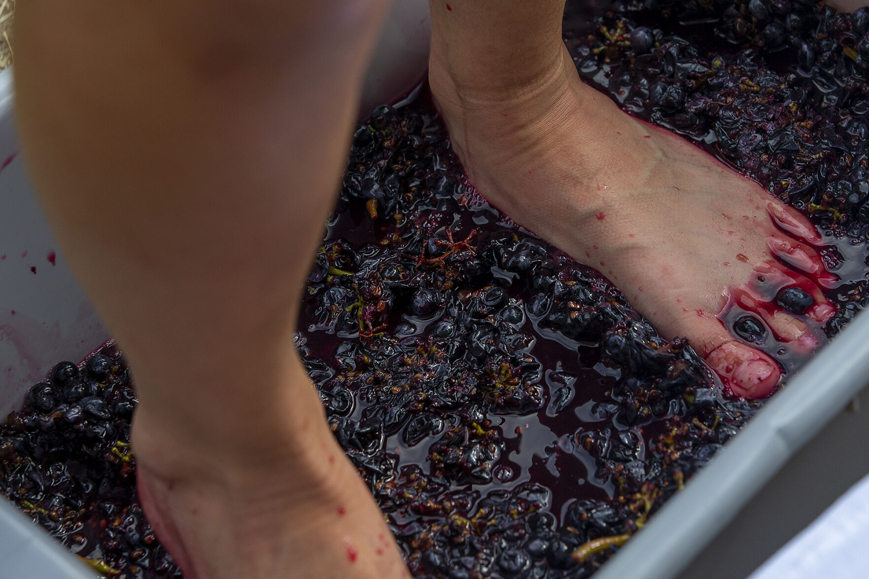 Grape harvest